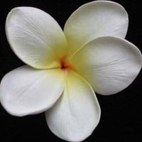 Frangipani F/Head Whte/ Yellow 12133