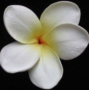Frangipani F/Head Whte/ Yellow 12133